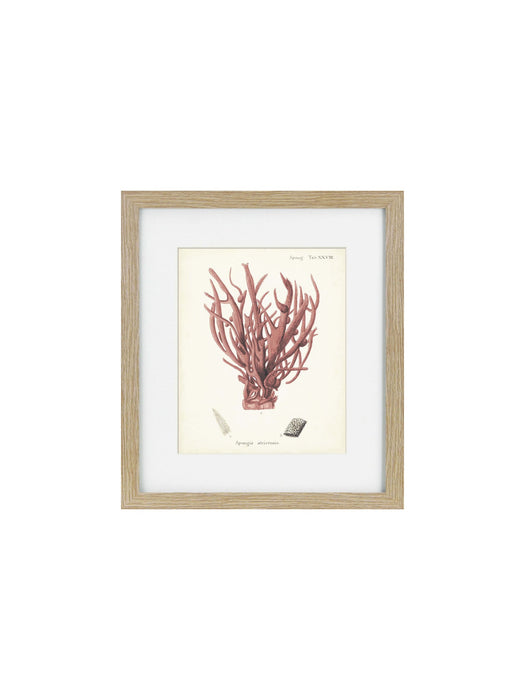 Antique Pink Coral Framed Art Print V