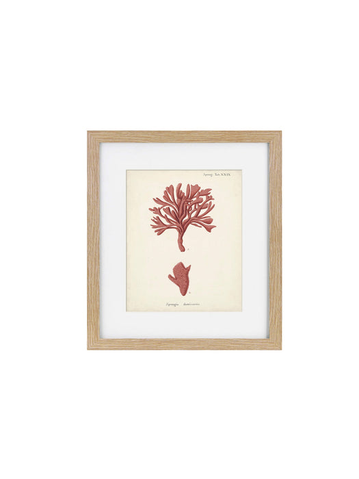 Antique Pink Coral Framed Art Print IV