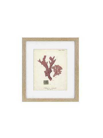 Antique Pink Coral Framed Art Print I