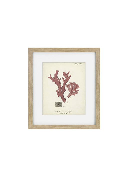 Antique Pink Coral Framed Art Print I