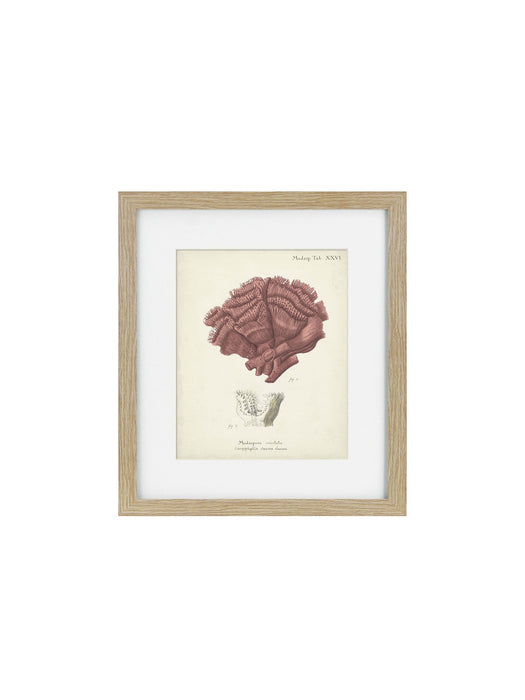 Antique Pink Coral Framed Art Print II