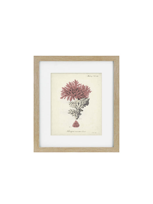 Antique Pink Coral Framed Art Print III