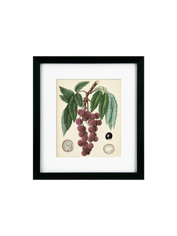 Antique Foliage & Fruit III Framed Picture