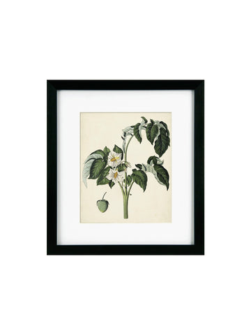 Antique Foliage & Fruit II Framed Picture