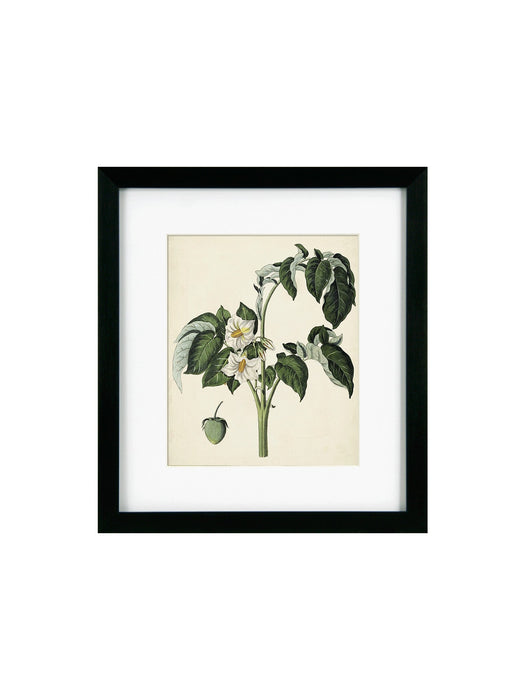 Antique Foliage & Fruit II Framed Picture