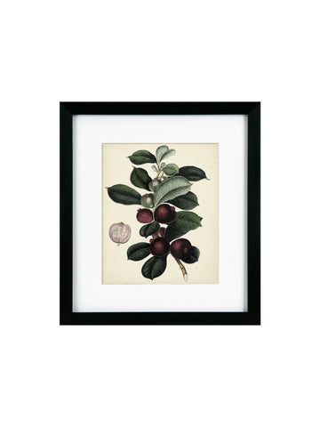 Antique Foliage & Fruit I Framed Picture