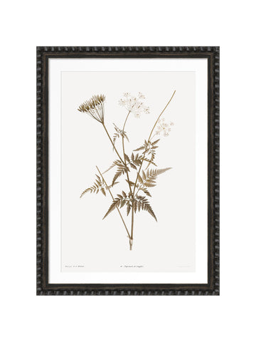 Sepia Floral I Framed Artwork with Bobble Frame