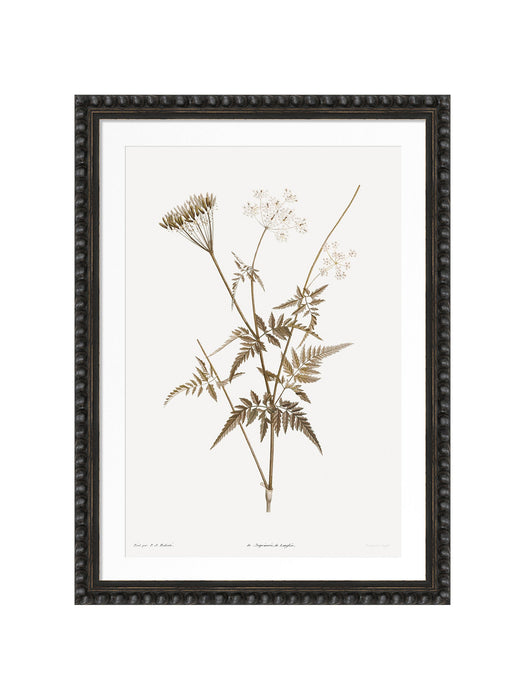 Sepia Floral I Framed Artwork with Bobble Frame