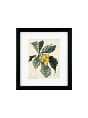 Antique Foliage & Fruit VI Framed Picture