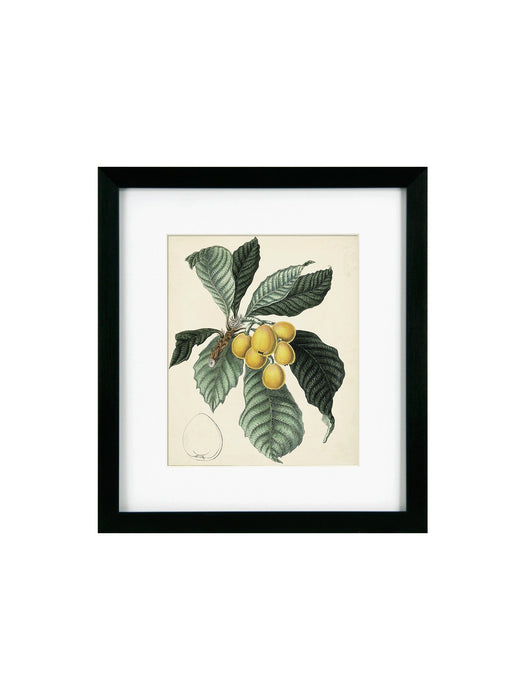 Antique Foliage & Fruit VI Framed Picture