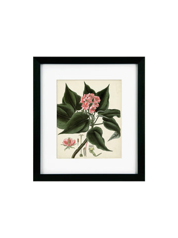 Antique Foliage & Fruit V Framed Picture
