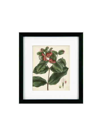 Antique Foliage & Fruit IV Framed Picture