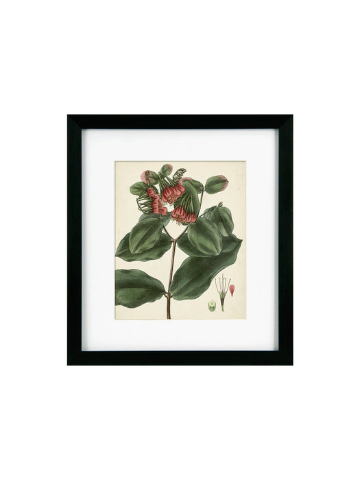 Antique Foliage & Fruit IV Framed Picture
