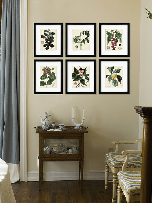 Antique Foliage & Fruit I Framed Picture