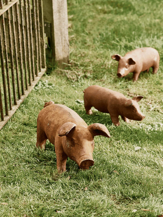 Rusty Pig - Medium