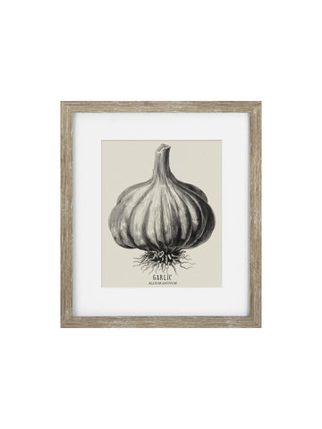 Vintage Garlic Framed Print