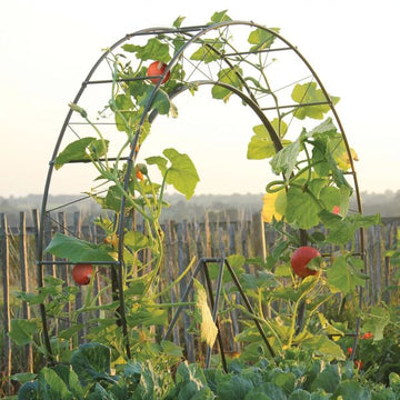 The Millennium Wheel Architectural Botanical Ring