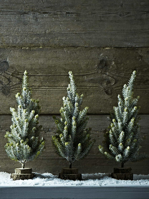 Mini Fir Tree