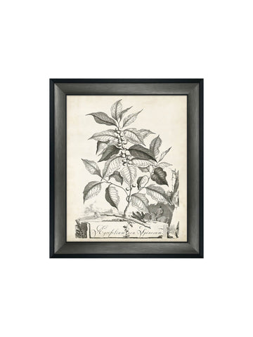 Botanical I Framed Picture