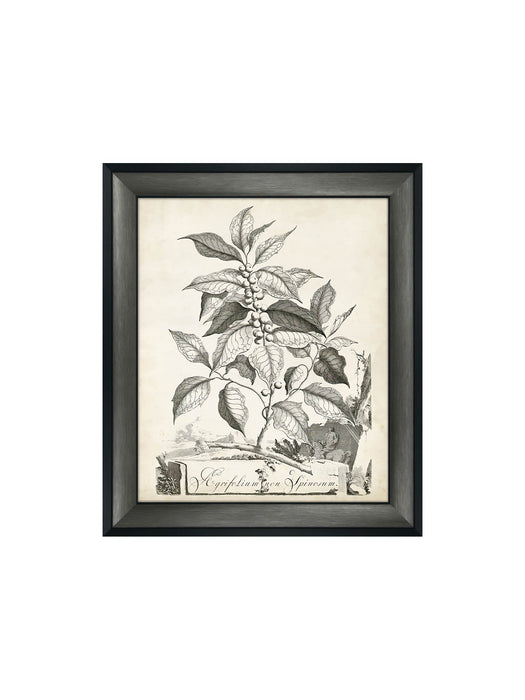Botanical I Framed Picture