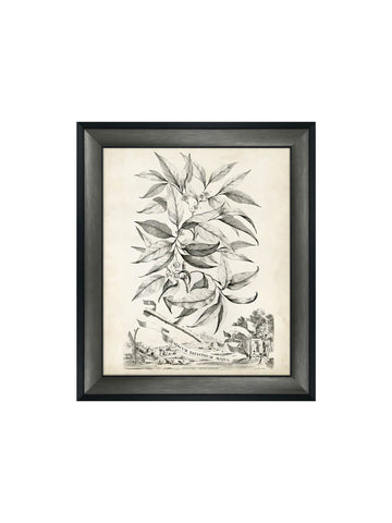 Botanical II Framed Picture