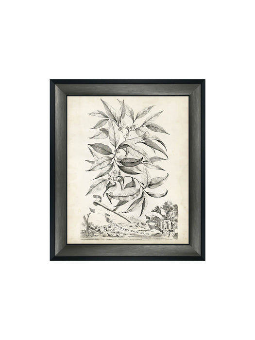 Botanical II Framed Picture