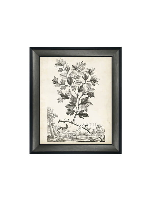 Botanical III Framed Picture