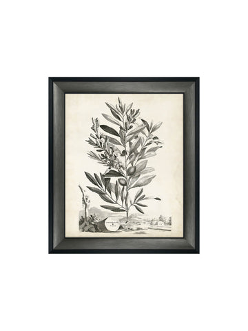 Botanical IV Framed Picture