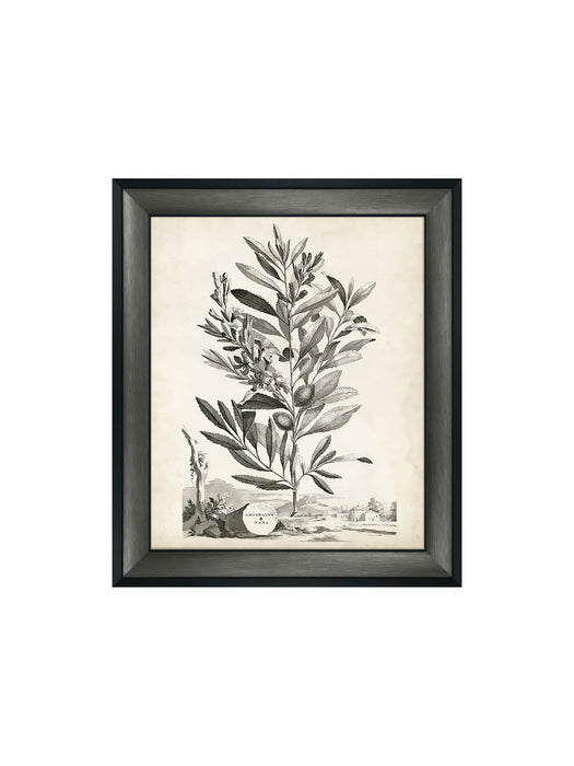 Botanical IV Framed Picture
