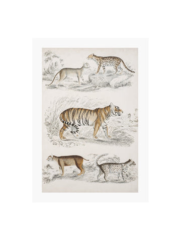 Journal of Natural History II