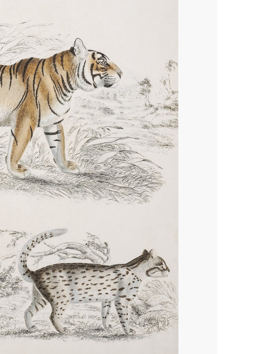 Journal of Natural History II
