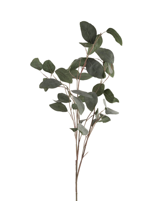 Faux Silver Dollar Eucalyptus
