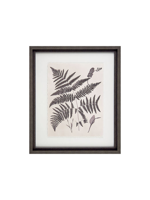 Vintage Ferns IV Framed Picture