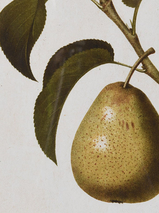 Set of 4 Vintage Pear Framed Prints