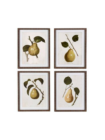 Set of 4 Vintage Pear Framed Prints