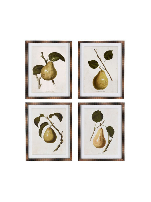 Set of 4 Vintage Pear Framed Prints