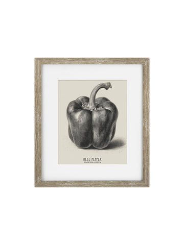Vintage Bell Pepper Framed Print