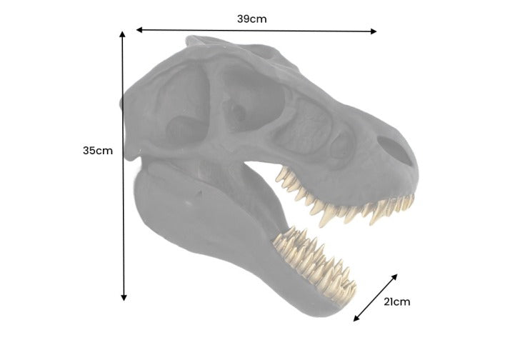 Decorative Skull T-Rex 35cm Polyresin Black