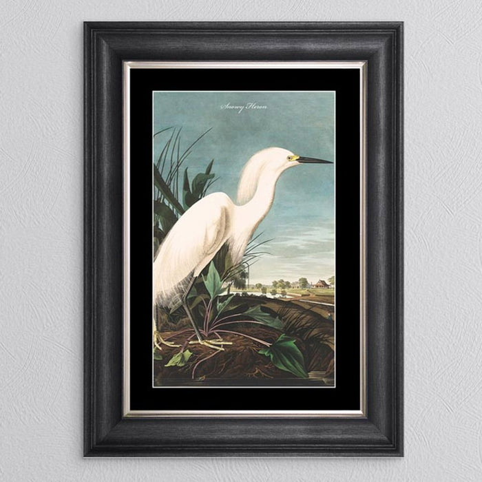 Snowy Heron Framed Print - In Stock