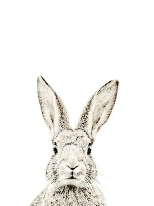Magna Rabbit Wallpaper