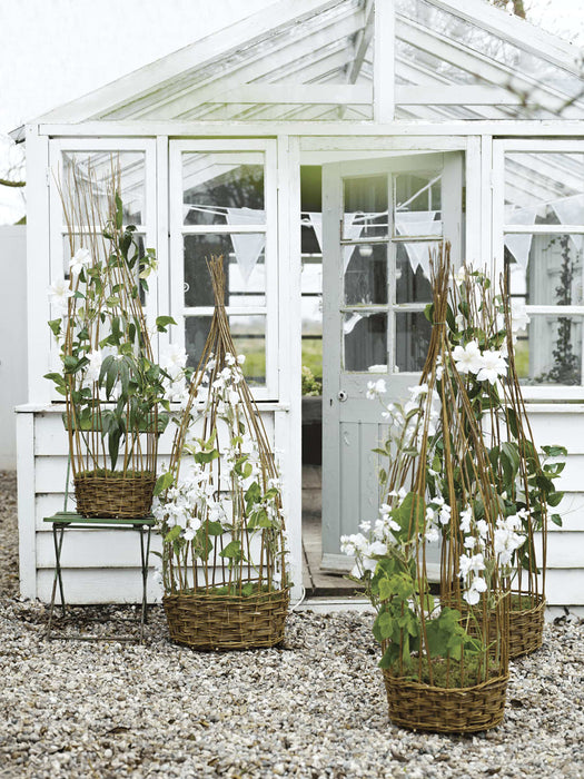 Four Sweet Pea Frames