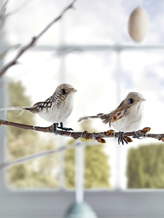 Four Feathered Birds