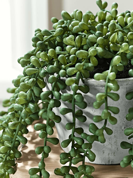 Faux Potted String of Pearls