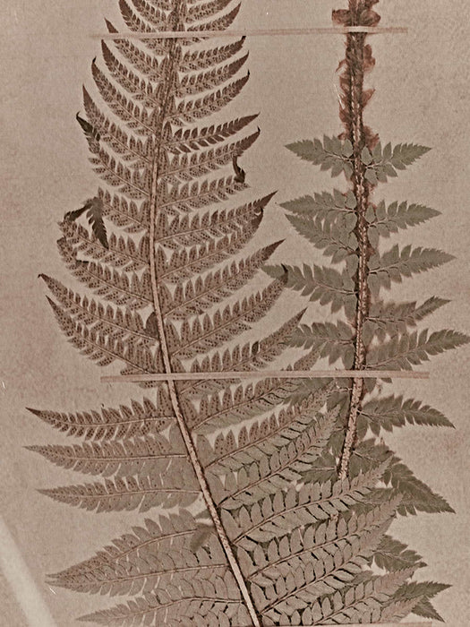 Two Framed Fern Prints