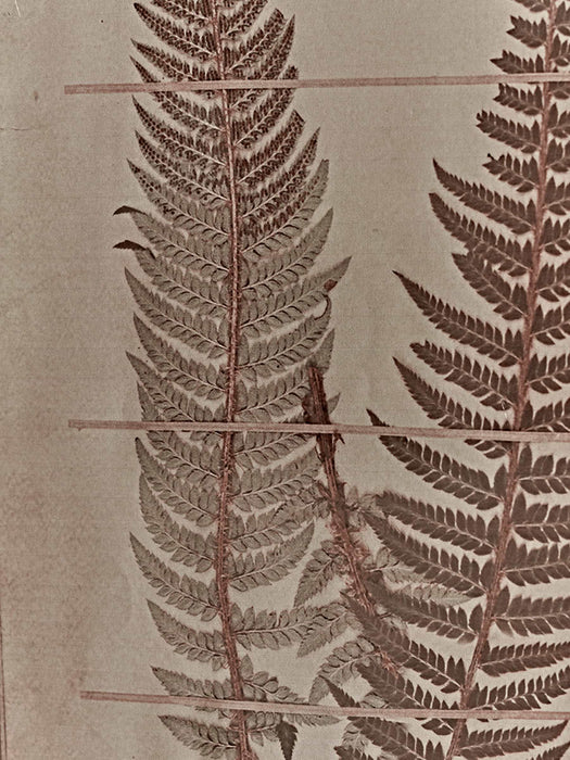 Two Framed Fern Prints