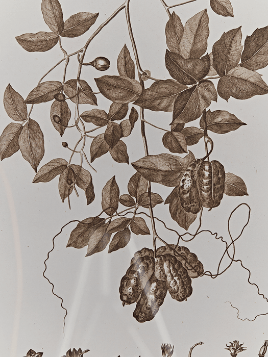Two Framed Plant Prints