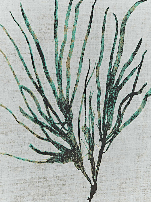 Three Framed Seaweed Prints