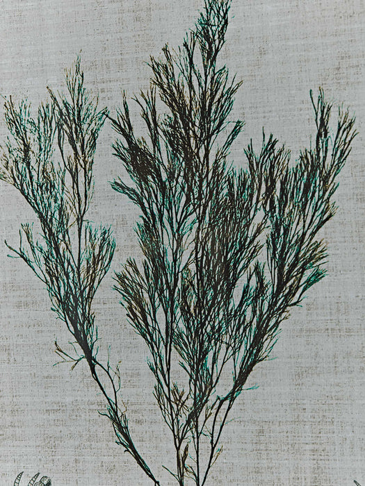 Three Framed Seaweed Prints