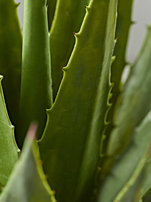 Faux Potted Tall Agave