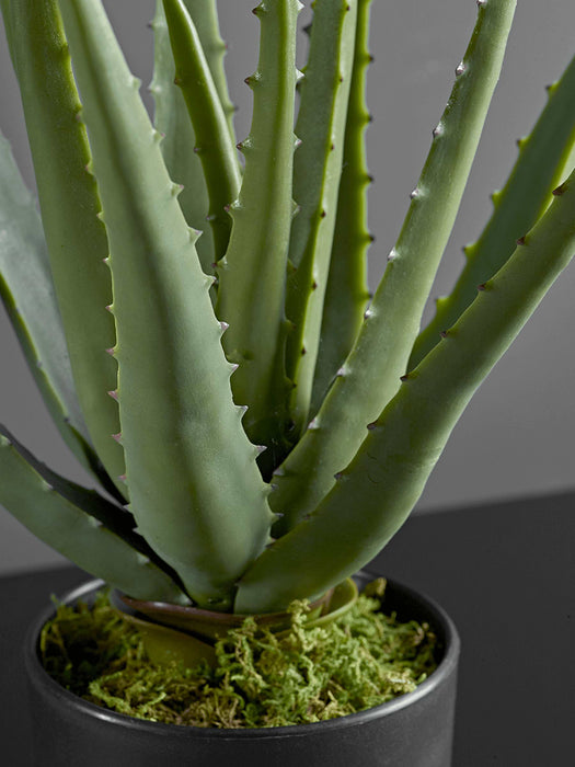 Faux Potted Aloe Vera - Small
